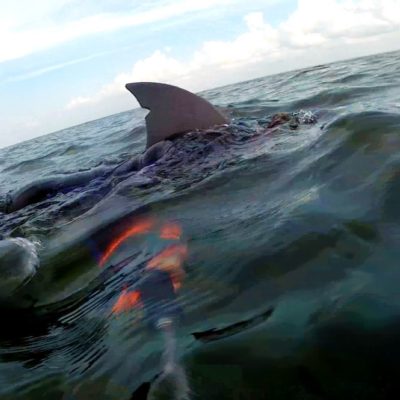 Lake Superior Shark Pics - Perfect Duluth Day