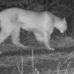 Video: A mountain lion in northern Minnesota