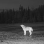 Wolves Howling in Winter in Northern Minnesota