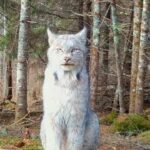 Stunning footage of a lynx in northern Minnesota