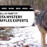 Minnesota mystery beast stalking the northwoods