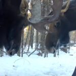 Video of bull moose sparring in northern Minnesota